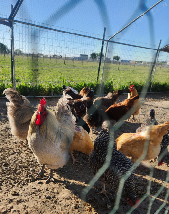 Tango the rooster surrounded by his flock of hens inside the chicken run
