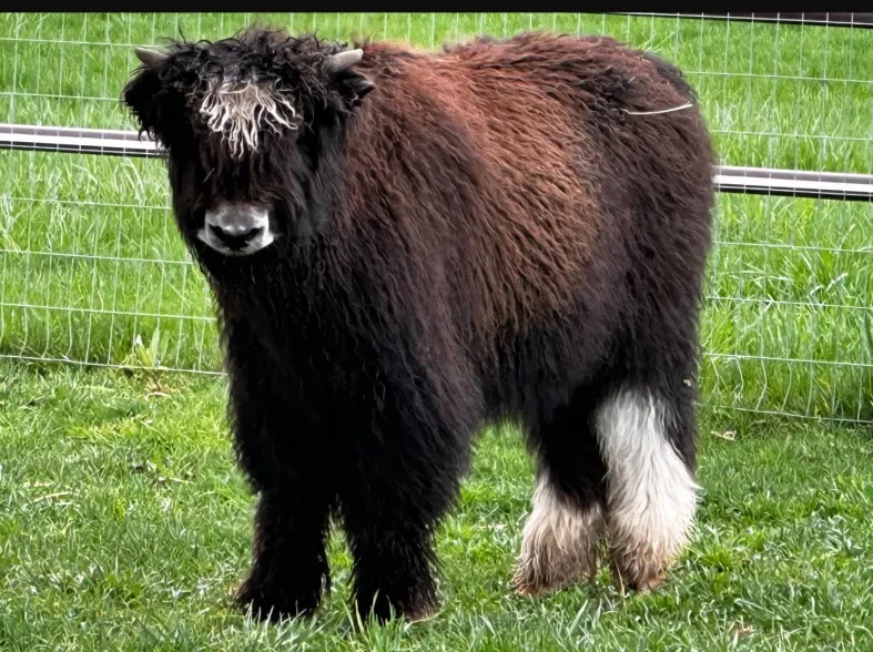 Monroe the yak at Owyhee River Alpaca Farm