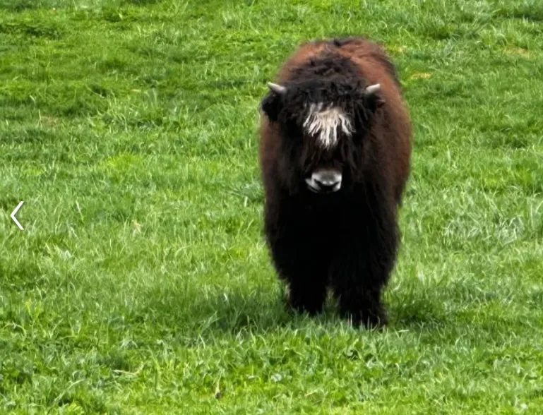 Moon the yak at Owyhee River Alpaca Farm