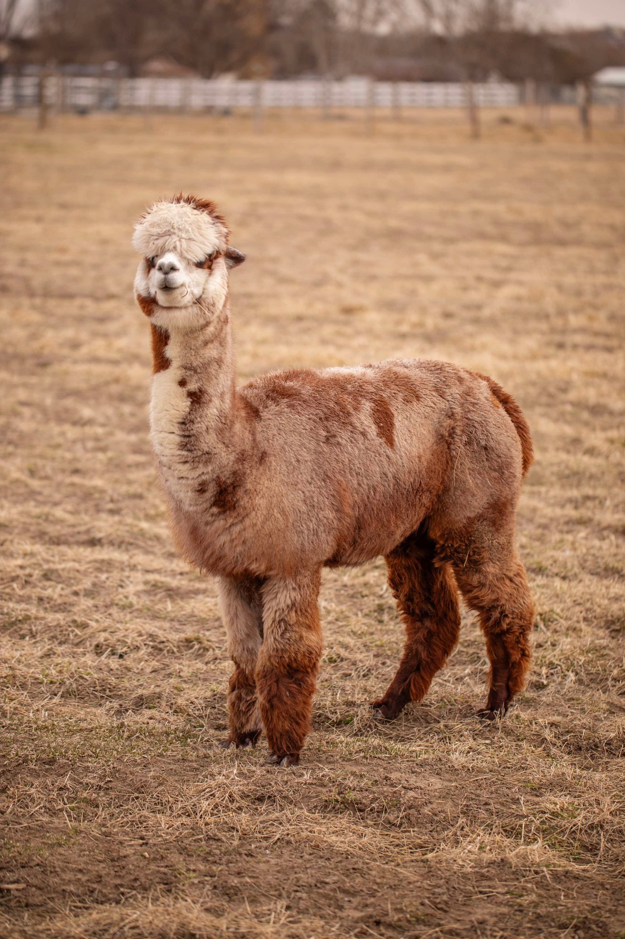 Alpacas grazing in the pasture