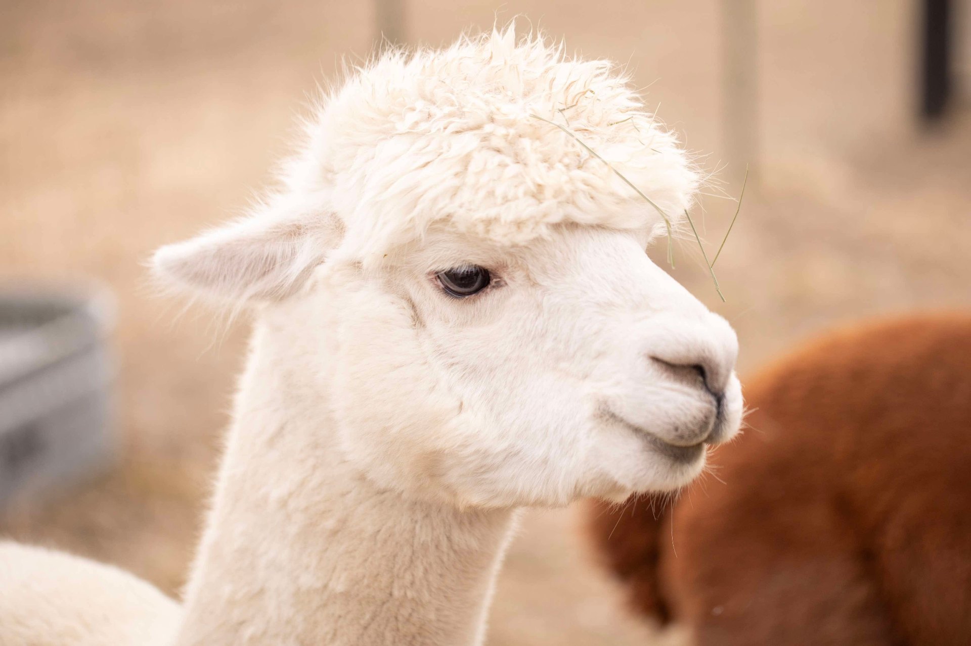 Cream colored alpaca with a strand of hay on its head