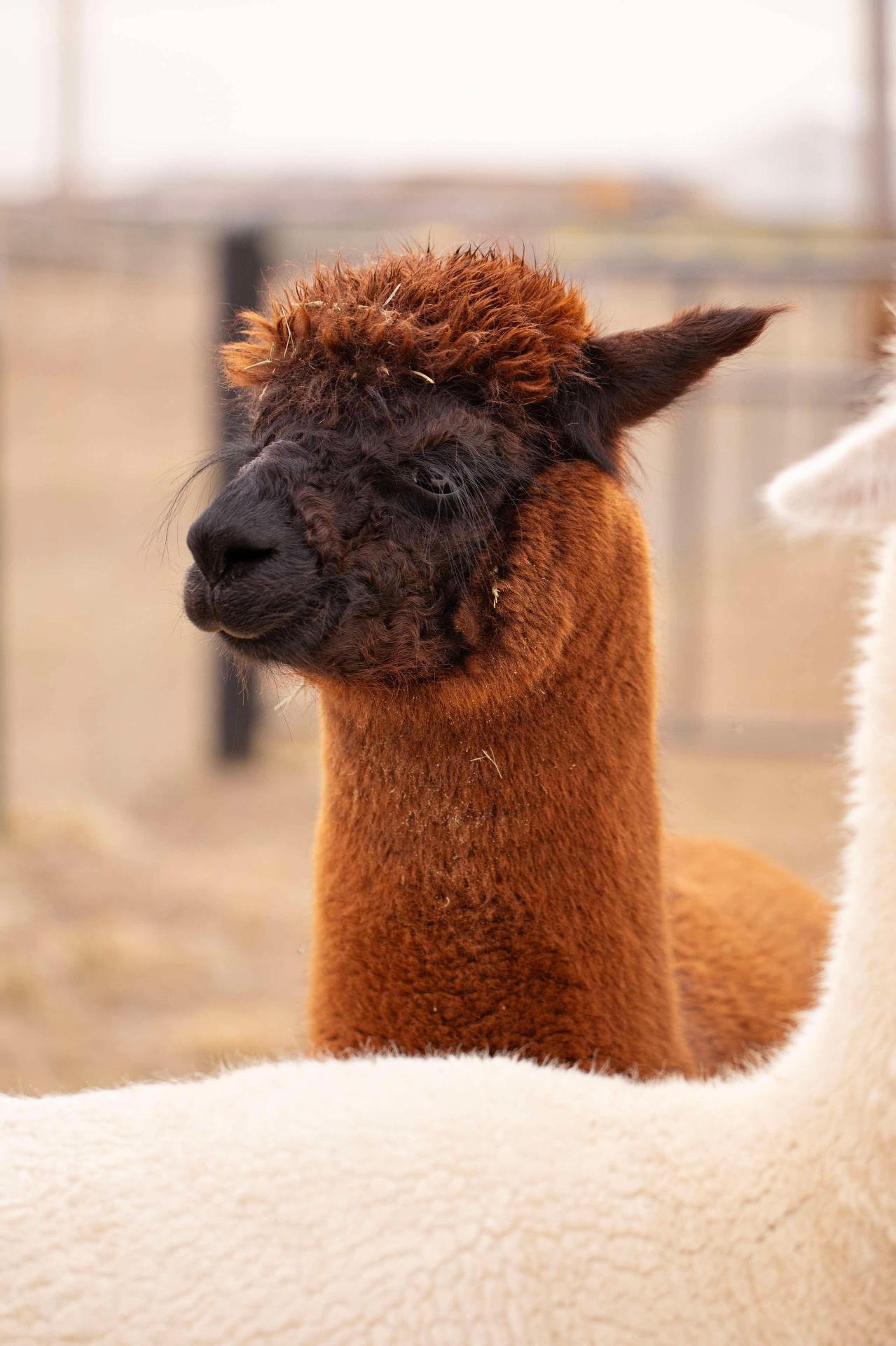 Portrait of a brown alpaca with rich fleece texture