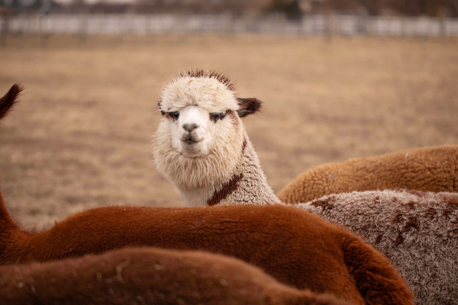Two alpacas in an Idaho pasture at sunset